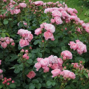 Роза Байландо 390₽