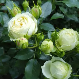 

Роза Лемон Рококо