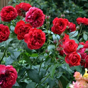 

Роза Аут оф Розенхайм