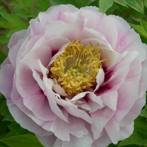 Пион Красочная Хризантема древовидный светло-розовый 2290₽