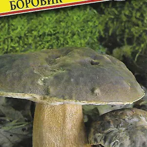 Боровик Австралийский 50 мл Семена Престиж 146₽