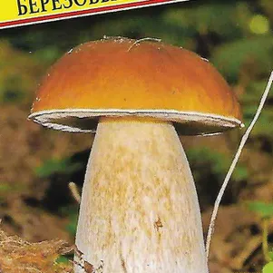 Белый гриб березовый 60 мл Семена Престиж 146₽