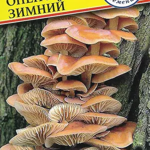 Опенок зимний 50 мл Семена Престиж 120₽