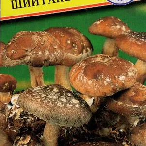 Шиитаке 12 палочек Семена Престиж 120₽