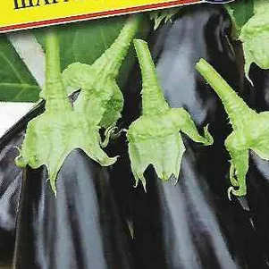 Баклажан Шарапова F1 5 шт Семена Престиж 98₽