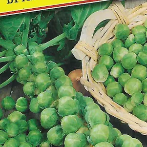 Брюссельская капуста Бриллиант F1 7 шт Семена Престиж 81₽