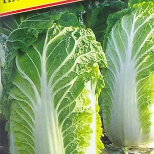 

Пекинская капуста Натсуки F1 10 шт, Семена Престиж
