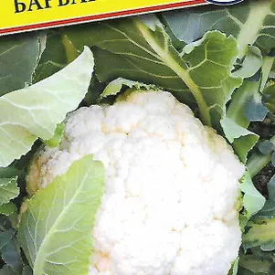 Цветная капуста Барбара F1 10 шт Семена Престиж 62₽