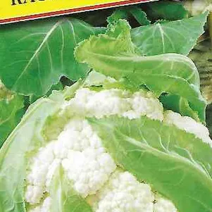 Цветная капуста Каспер Р3 F1 10 шт Семена Престиж 84₽