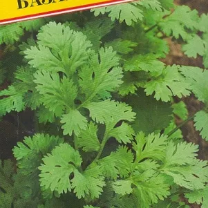 Кинза Кориандр Базар 1 г Семена Престиж 19₽