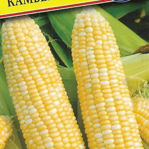 Кукуруза Камберлэнд сладкая F1 10 шт Престиж 52₽
