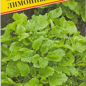 

Мелисса Лимонный аромат 0,5 г, Семена Престиж