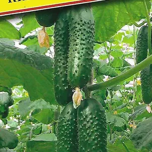 Огурец Киборг F1 5 шт Семена Престиж 80₽