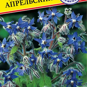 Бораго (Огуречная трава) 0,5 г, Семена Престиж