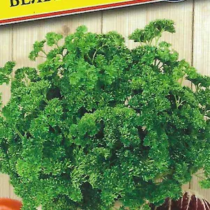 Петрушка Вельвет листовая курчавая 1 г, Семена Престиж