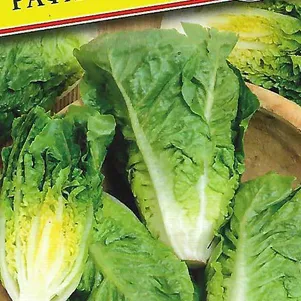 Салат Рафаэль 10 шт Семена Престиж 50₽