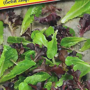 Салат Солавия 10 шт Семена Престиж 21₽