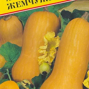 Тыква мускатная Жемчужина 5 шт Семена Престиж 20₽