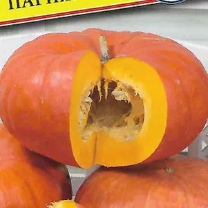 Тыква Парижская крупноплодная 5 шт Семена Престиж 32₽