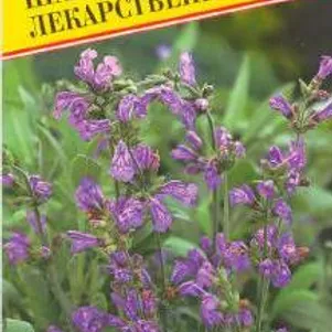 

Шалфей 0,1 г, Семена Престиж