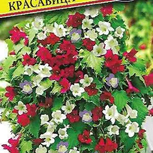 

Азарина Мексиканская красавица лазающая 5 шт, Семена Престиж