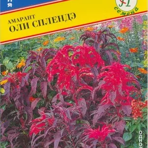 

Амарант Оли Сплендэ 25 шт, Семена Престиж
