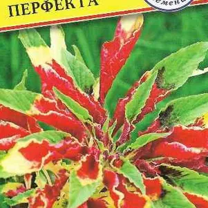 

Амарант Перфекта 25 шт, Семена Престиж