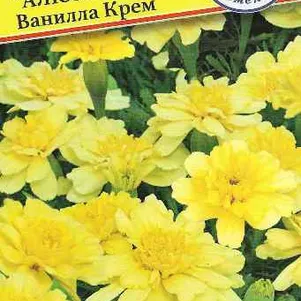 

Бархатцы Алюмиа Ванилла Крем отклоненные 5 шт, Семена Престиж