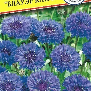 

Василек Блауэр Юнге синий 30 шт, Семена Престиж