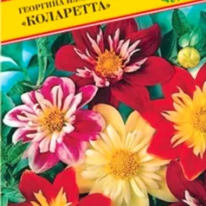 

Георгина Коларетта изменчивая 12 шт, Семена Престиж