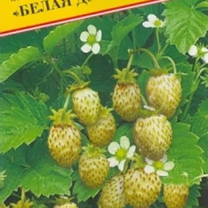 Земляника Белая душа лесная 005 г Семена Престиж 52₽