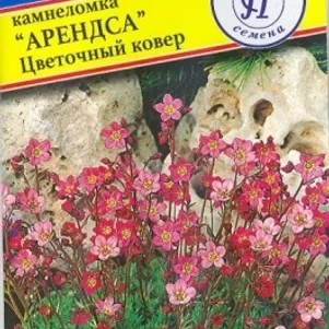 Камнеломка Цветочный ковер 0,01 г, Семена Престиж