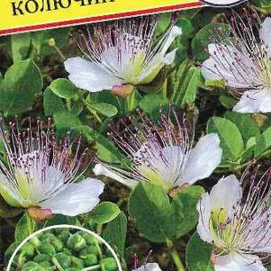 Каперс колючий 3 шт, Семена Престиж
