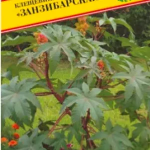 

Клещевина Занзибарская 5 шт, Семена Престиж