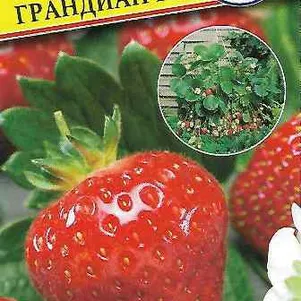 Клубника Грандиан F1 крупноплодная 5 шт Семена Престиж 161₽