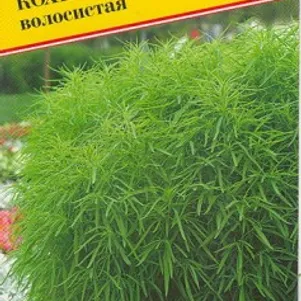 Кохия волосистая 1 г, Семена Престиж