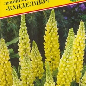 Люпин Канделябр 15 шт, Семена Престиж