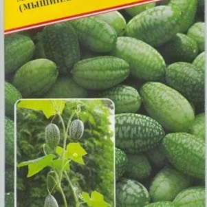 Мелотрия шероховатая 10 шт Семена Престиж 39₽