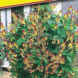 Мина лобата 02 г Семена Престиж 27₽