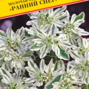 Молочай Ранний снег окаймленный 10 шт Семена Престиж 24₽