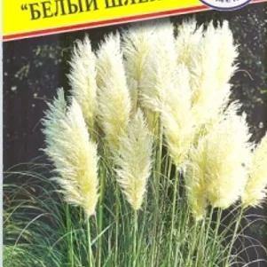 

Пампасная трава (Кортадерия) Белый шлейф 0,1 г, Семена Престиж
