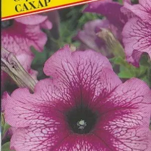 Петуния Сахар F1 грандифлора серия Дадди 10 др Семена Престиж 50₽