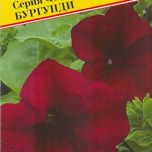 

Петуния Бургунди мультифлора (серия Ламбада) F1 10 др, Семена Престиж