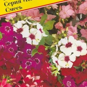 Флокс Красотка 0,2 г, Семена Престиж