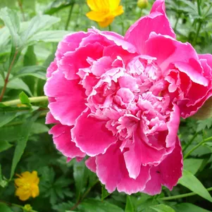 Пион Утренний Иней красный 520₽