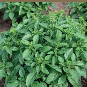 Базилик Гурман мятный А овощной 01 Семена Поиск 49₽