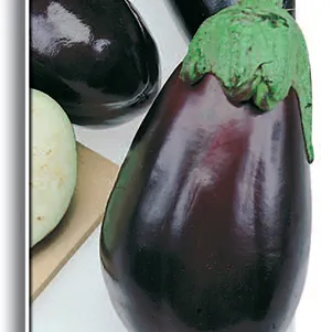 Баклажан Альбатрос 025 Поиск 49₽