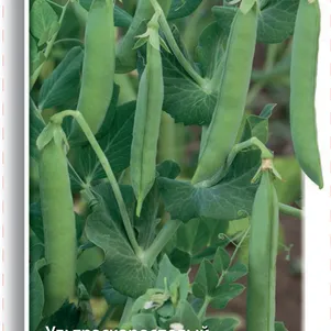 Горох Прима овощной 10 г Семена Поиск 50₽