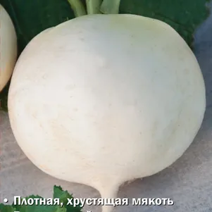 Дайкон Редька китайская Алмаз 1 г Семена Поиск 49₽