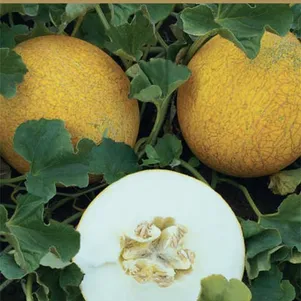 Дыня Фортуна 15 шт Семена Поиск 53₽